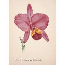 Collection Dorchide C1900 Cattleya Percivaliana Canvas Art Unknown 18 X 24 Orchid Illustration Botanical Prints Botanical Drawings