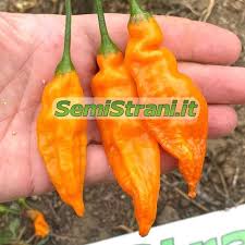 Image result for Capsicum baccatum
