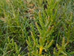 Image result for Salicornia pachystachya