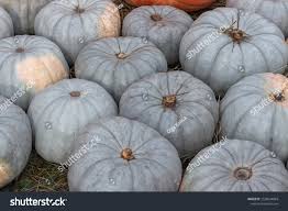 Image result for Cucurbita moschata