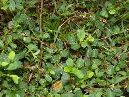 Image result for Alysicarpus