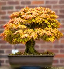 5 out of 5 stars. New Home Garden Plant 50seeds Northern Sugar Maple Acer Saccharum Rock Maple Fall Colors Tree Seeds Free Shipping Gardening Jasmine Garden Onegarden Seeds For Sale Aliexpress