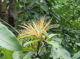 Image result for Pachira glabra