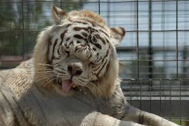 What Are Snow Tigers Big Cat Rescue