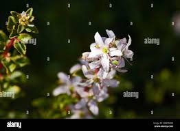 Image result for Struthiola montana