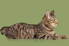 Lanhua Cat Picture 15