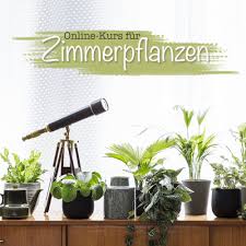 Pin Auf Zimmerpflanzenkurs 2
