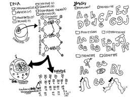Genetics And Dna Coloring Sheet Biology Notes Genetics Middle School Science Resources