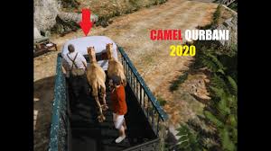Funny qurbani on eid ul adha 2019 in bakra mandi pakistan. Gta 5 Micheal And Franklin Camel Qurbani Eid 2020 Youtube