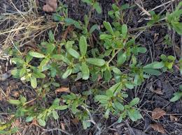 Image result for Portulaca kermesina