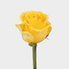 Yellow the sunny knock out rose bush with yellow flowers. Rose Brighton Yellow 50cm Wholesale Blooms By The Box