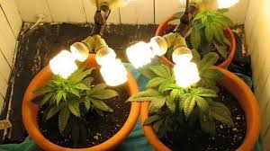 Cannabis plants can be grown under continuous 24/0 lighting. The Best Cheap Led Lamps To Grow Cannabis