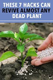 Don T Have A Green Thumb These 7 Hacks Can Revive Almost Any Dead Plant In 2020 Plants Plant Hacks Vegetable Garden Diy