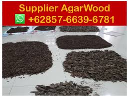 The cost of first grade agarwood in dubai is usd 100,000 per kilogram, almost twice the gold prices. Agarwood Market In China Suppliers 62 857 6639 6781 Whatsapp A