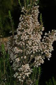 Image result for Erica kingaensis