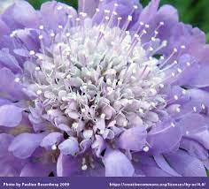 Check spelling or type a new query. Top North Texas Perennial Flowers Ryno Lawn Care Llc