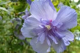 Image result for Hibiscus syriacus Violet Clair Double