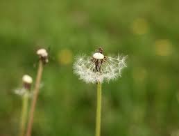 Free Image On Pixabay Dandelion Worm Plant Green In 2020 Dandelion Plants Worms