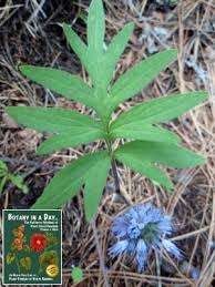 Image result for Hydrophyllaceae