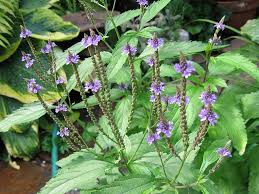 Image result for Verbena officinalis