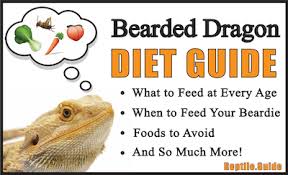 Bearded Dragon Diet Guide Your Top Questions Answered 2019