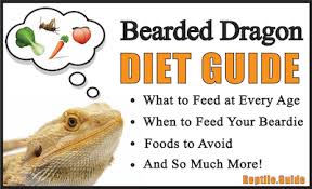 bearded dragon diet guide your top questions answered 2019