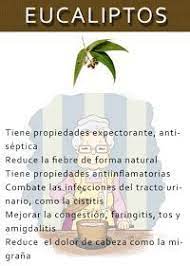 Las Abuelas Un Mundo De Sabiduria Poder Curativo Del Eucalipto Recetas Para La Salud Remedios Para La Salud Productos Para La Salud