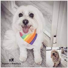 Tongue Out Thursday For Ms Murphy Maltese Murphy Tongue