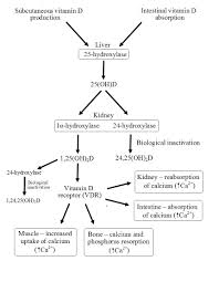 Calcium plus vitamin d supplementation and the risk of fractures. Vitamin D Muscle Bone Arthritis Rheumatism