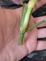 This video is all about how to propagate the prayer plant houseplant to give the maranta a more full look! A Possible World Prayer Plant Progress