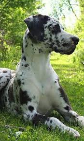 The great dane, also known as the german mastiff or deutsche dogge, is a breed of dog from germany. Harlequin Great Dane Gran Danes Perros Gran Danes Perros De Compania