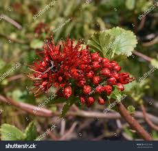 Image result for Melianthaceae