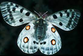 Tipos De Mariposas Tipos De