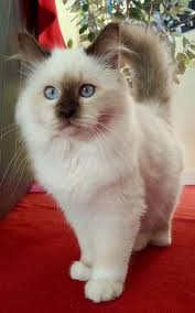 So Fluffy Birman Cat Yummypets Chats Adorables Chats Et Chatons Animaux Adorables