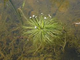 Image result for Eriocaulon teusczii