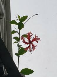 Image result for Hibiscus schizopetalus