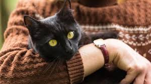 View all cats & kittens for adoption and sort by closest to you so you can find the perfect kitty quickly. National Black Cat Day Here Are Five Facts To Know About Our Black Feline Friends Cnn