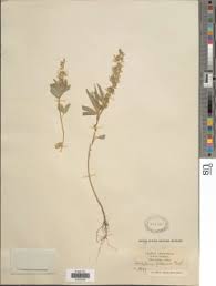 Image result for Crotonogynopsis australis