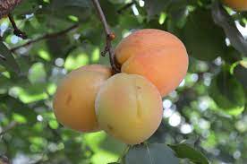 In andalusia, the women who put leaves and apricot tree flowers under their skirts become overpowering. No Apricots On The Tree Reasons For An Apricot Tree Not Fruiting