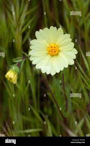 Image result for Indigofera heterotricha