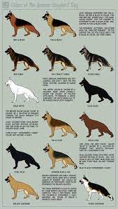 Check spelling or type a new query. German Shepherd Colors
