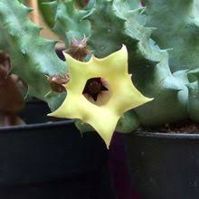 Image result for Huernia longituba