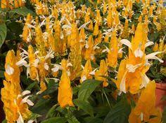 Yellow shrimp plant, also known as pachystachys lutea, is an evergreen perennial flowering shrub with yellow flower bracts and long white flowers that will bloom all summer long. 12 Shrimp Plant Ideas Plants Flowers Blue Shrimp