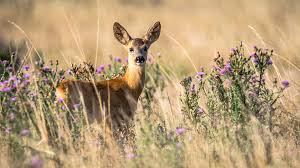 Marking territory … to keep out the deer. Keep Deer Out Of Garden Deer Resistant Garden Tips And Tricks Plants Spark Joy
