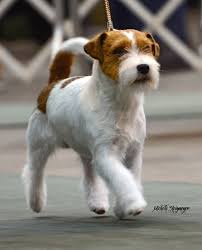 Wire haired jack russell terrier long hair. Wire Haired Jack Russell Terrier Puppy Www Macj Com Br