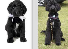 Welcome to puppies for sale classifieds site, browse through thousands of profiles of puppies for sale categorized by breed type. Giant Teddy Bear Schnoodles Teddybear Schnoodles