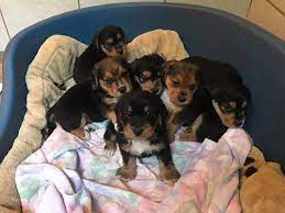 Canines of this dog breed are merry and fun loving, but being hounds, they can also be stubborn and. 6 Beagle Mix Welpen Vivipet Hundeschule Und Betreuung Facebook