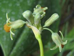 Image result for Tulbaghia alliacea