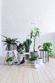 Ampio catalogo di piante da interno e d'appartamento! Marimo Consigli E Cura Unprogetto Progettazione E Arredamento Di Interni