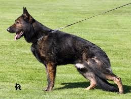 The first step in our process is once your training for your puppy is complete, all that's left to do is for you to pick them and enjoy the results of a dog that has been expertly trained. Jinopo Cz Czech Slovak Ddr East German K9 Working Dogs